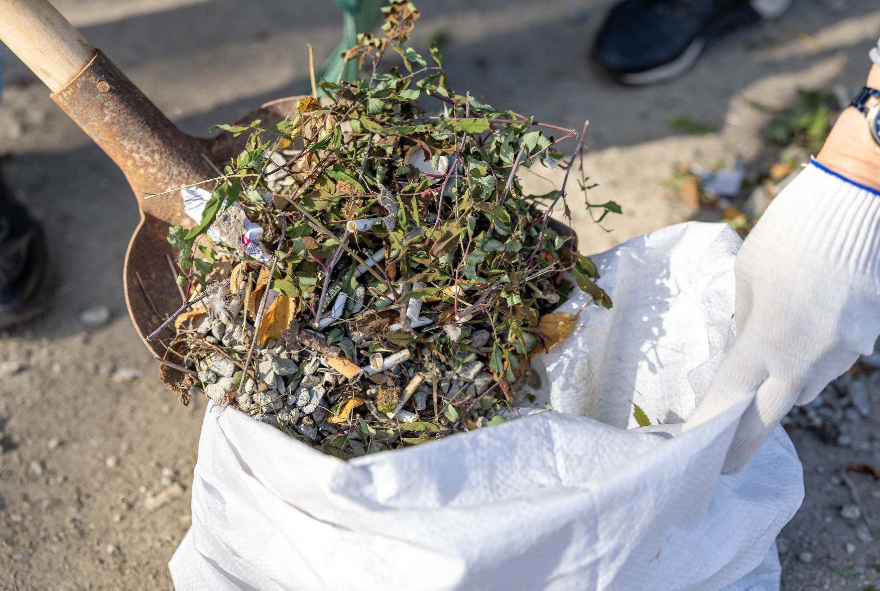 Close-up of a person cleaning up weeds with a shovel and a garbage bag outdoors.